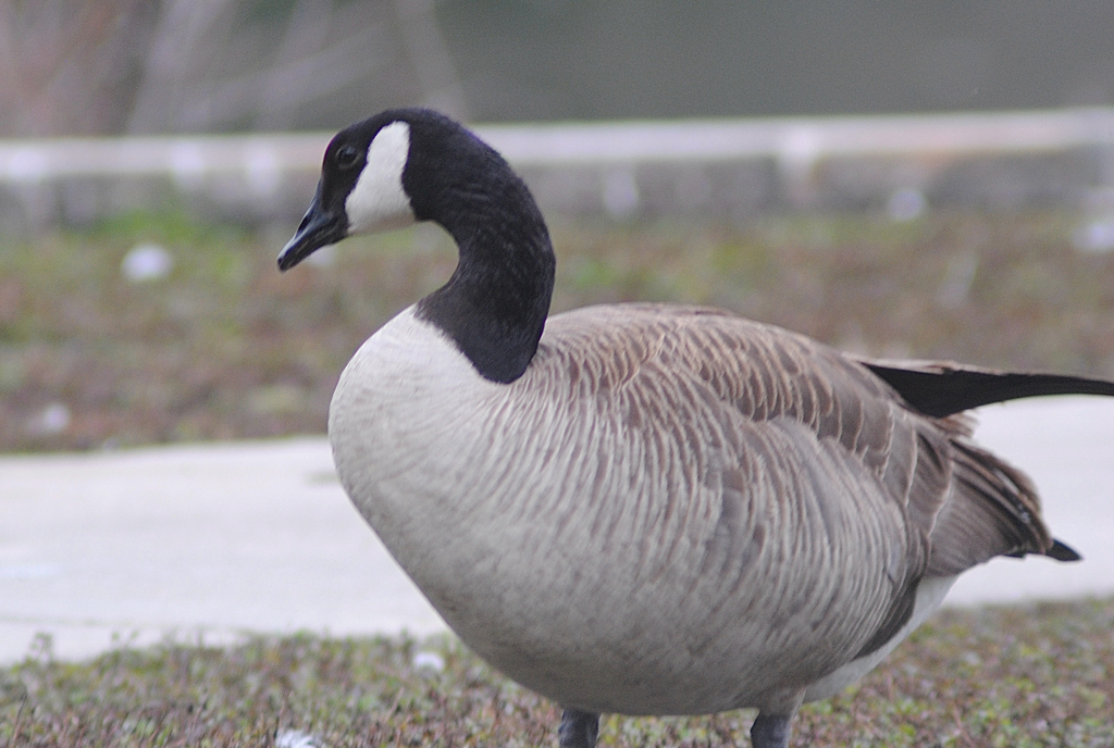 Canada Goose from Lake Ella Dr, Tallahassee, FL, US on February 18 ...