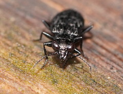 Scopodes