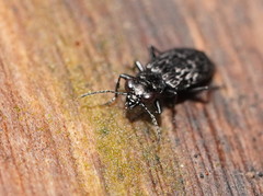 Scopodes