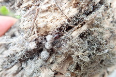 Steatoda truncata