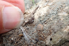 Steatoda truncata