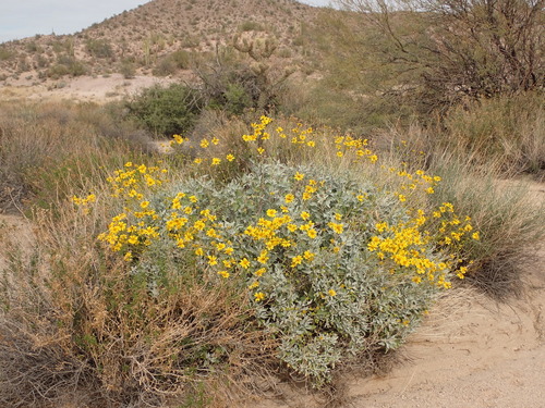 Encelia farinosa
