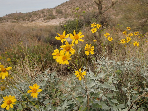 Encelia farinosa