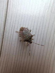 Halyomorpha halys