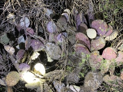 Opuntia gosseliniana