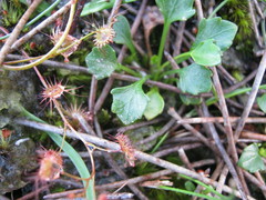 Viola sieberiana