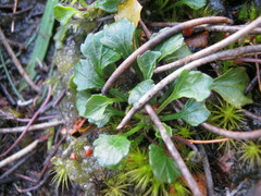 Viola sieberiana