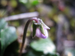 Viola sieberiana
