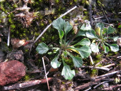 Viola sieberiana