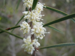 Hakea carinata