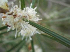 Hakea carinata