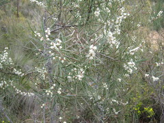 Hakea carinata