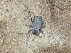 Stenomorpha parallela