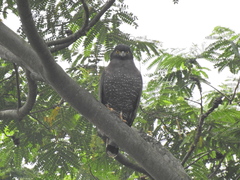 Spilornis rufipectus