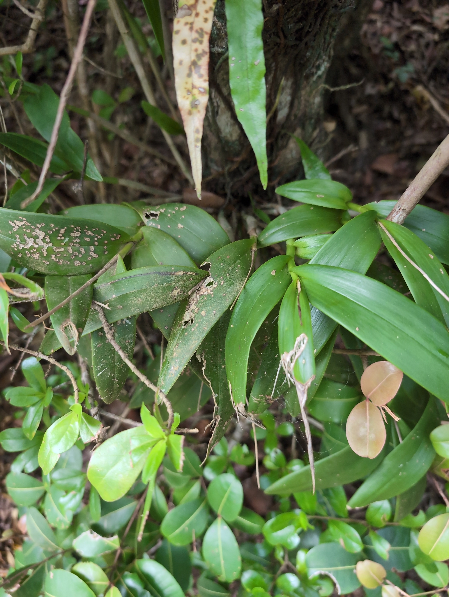 Epidendrum montserratense Rchb.f. 3