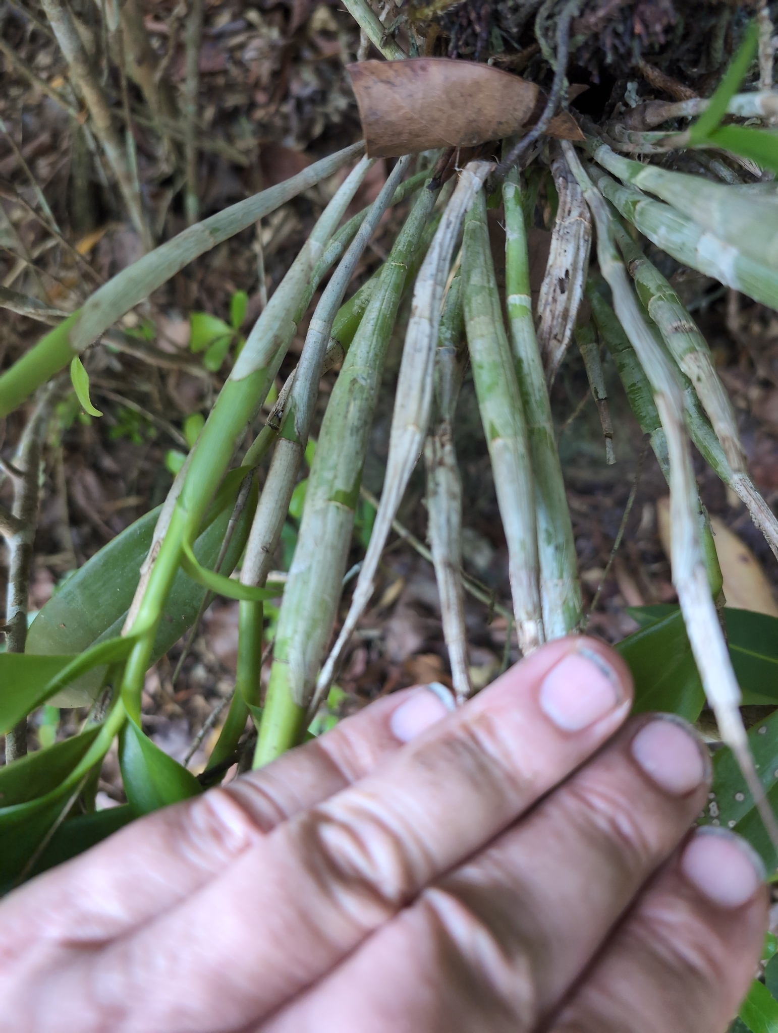 Epidendrum montserratense Rchb.f. 4