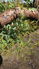 Eucalyptus mannifera