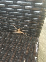 Heteropoda venatoria