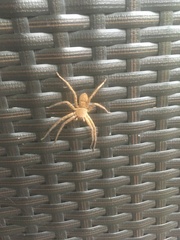 Heteropoda venatoria