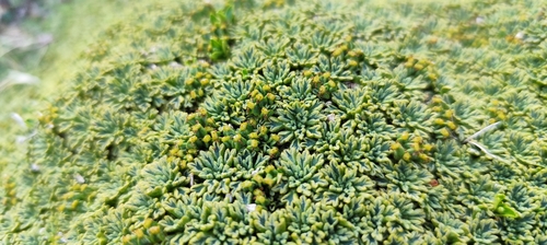 Bolax gummifera, photograph 6