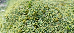 Bolax gummifera, photograph (c) Santiago Martín-Bravo, some rights reserved (CC BY)