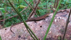 Eutropis rugifera