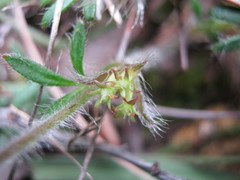 Xanthosia huegelii