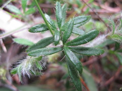 Xanthosia huegelii