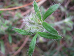 Xanthosia huegelii
