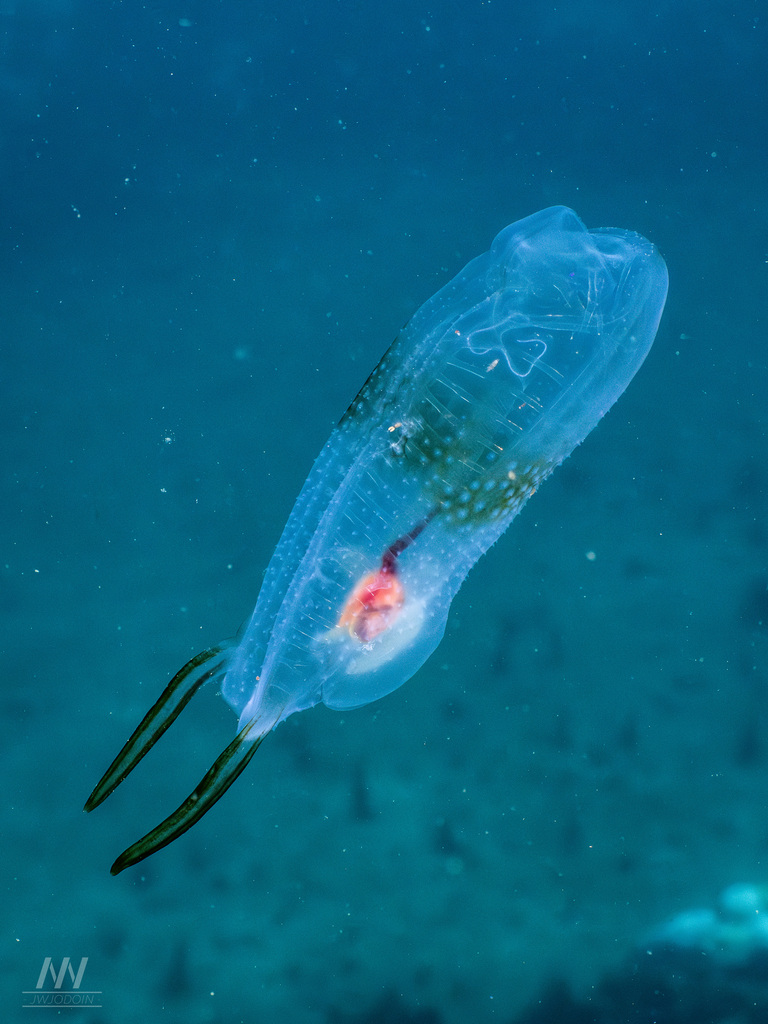 Twin-sailed Salp