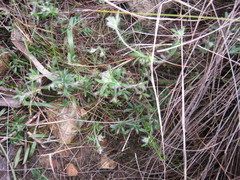 Xanthosia huegelii