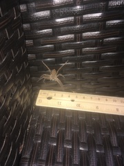 Heteropoda venatoria