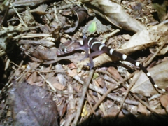 Coleonyx nemoralis