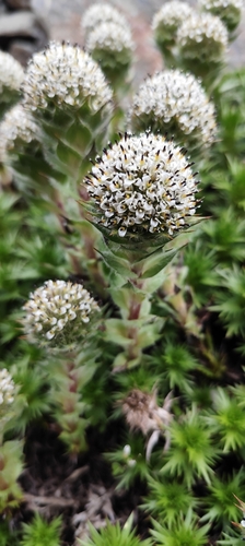 Hairy chocolate flower (Nassauvia magellanica)