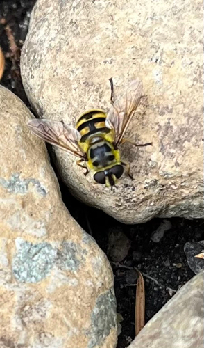 Unknown species found near Thurston County, US-WA, US