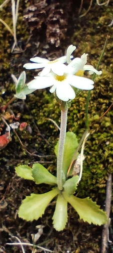 Primula magellanica, photograph 5