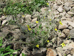 Erysiphe aquilegiae