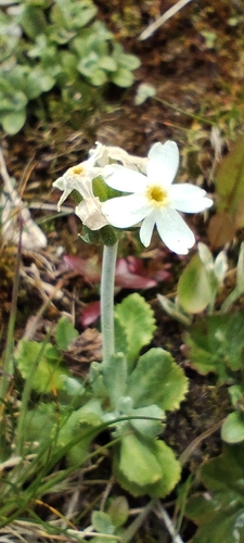 Primula magellanica, photograph 6