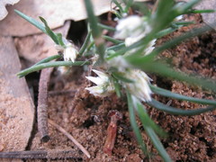 Laxmannia orientalis