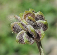 Erysiphe aquilegiae