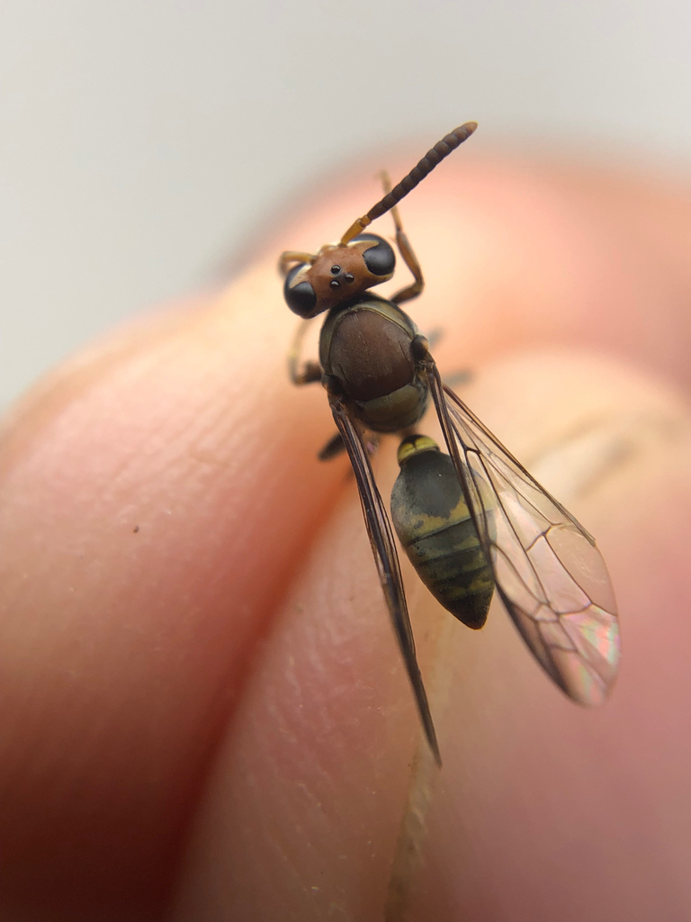 Leipomeles albogrisea