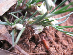 Laxmannia orientalis