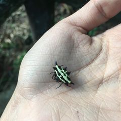 Gasteracantha panisicca
