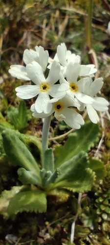Primula magellanica, photograph 1