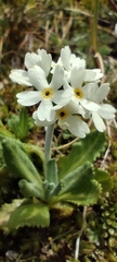 Primula magellanica