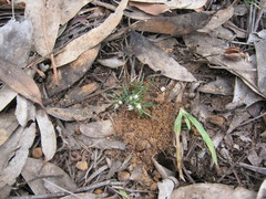 Laxmannia orientalis