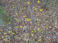 Cornus mas