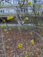 Cornus mas