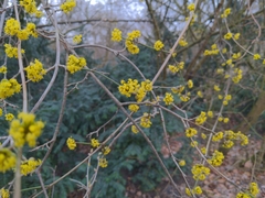 Cornus mas