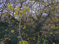 Cornus mas